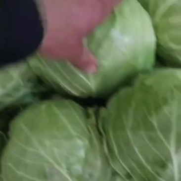 甘蓝