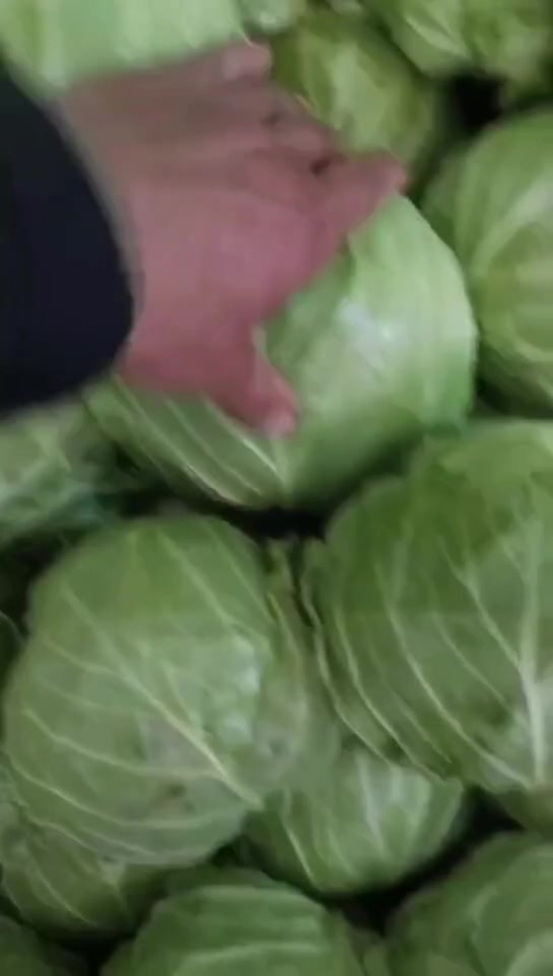 甘蓝