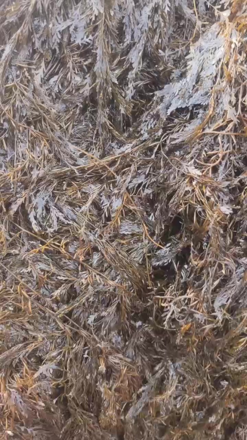 即食马尾藻