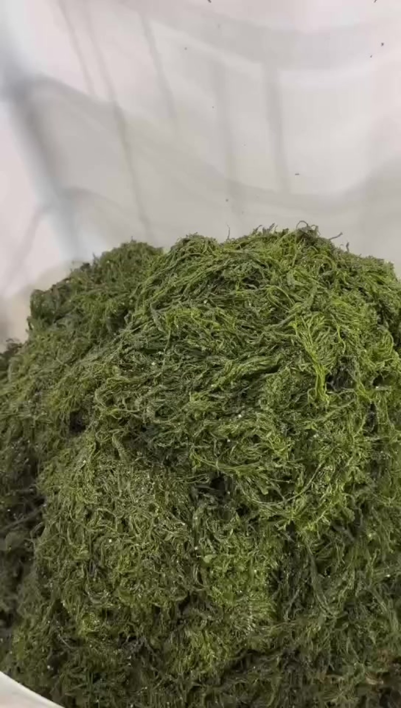 即食马尾藻