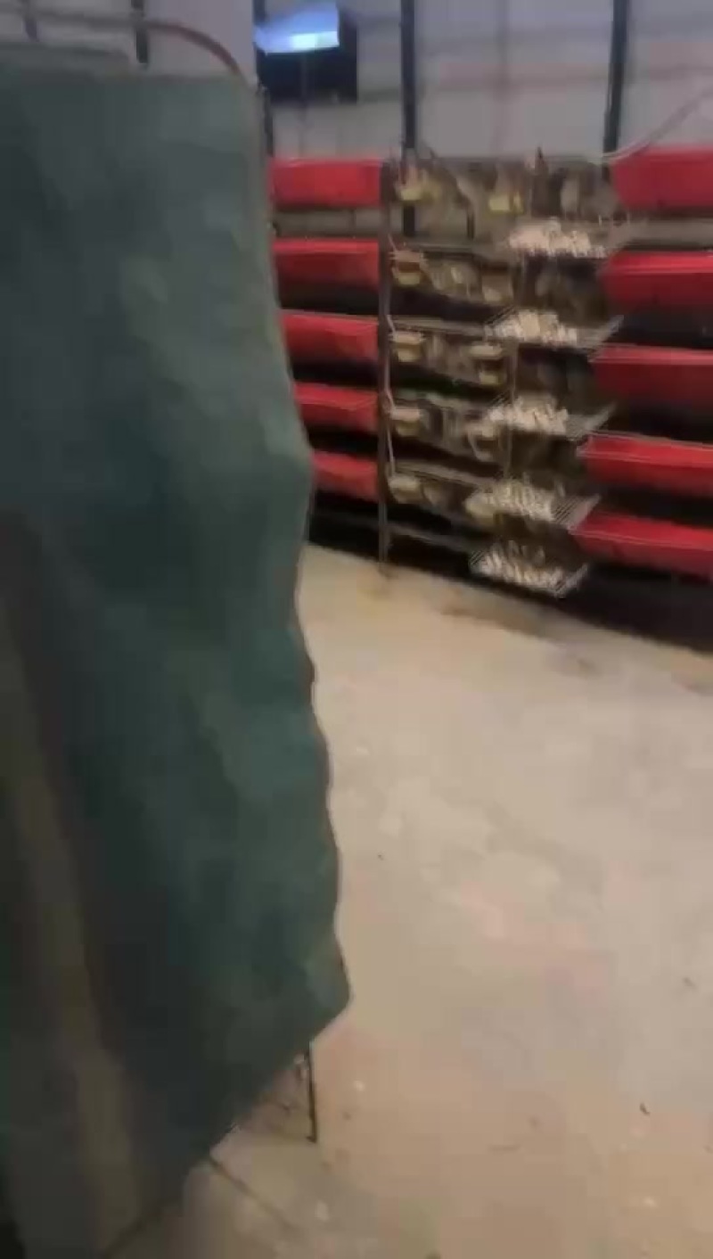 鹌鹑蛋长期供应