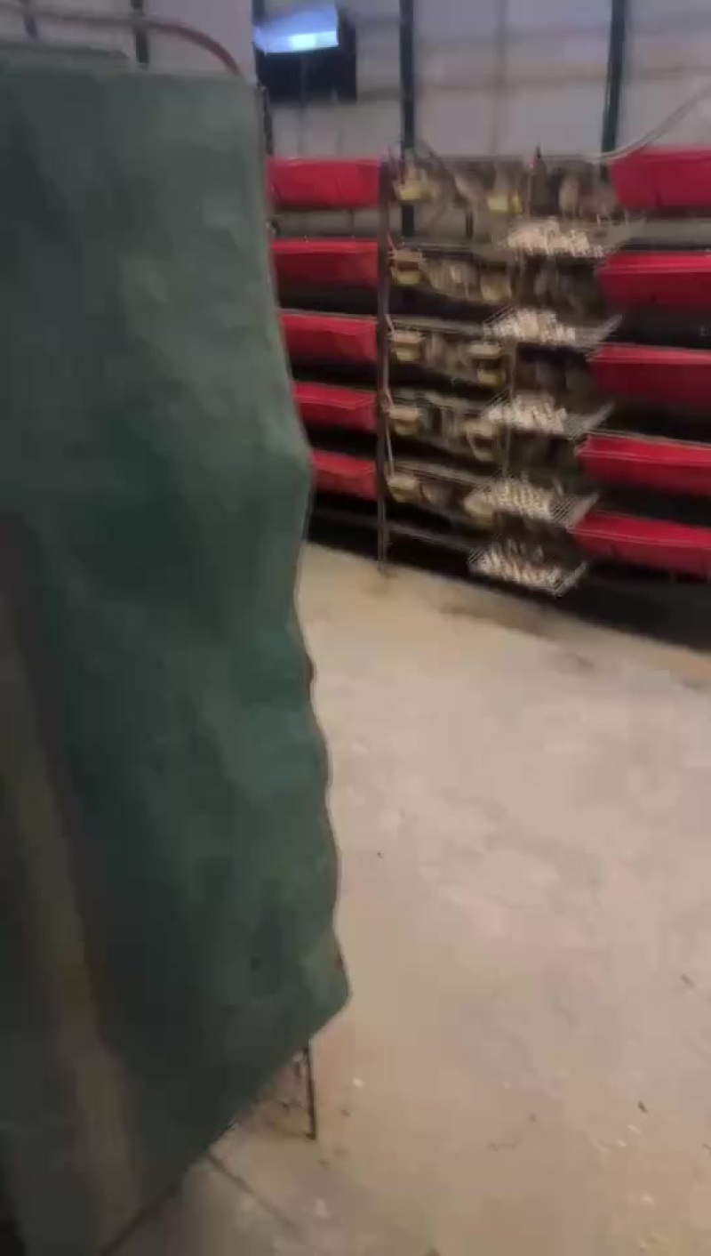 鹌鹑蛋长期供应