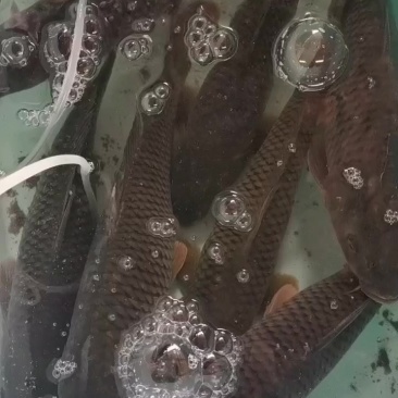 原生态大鲤鱼
