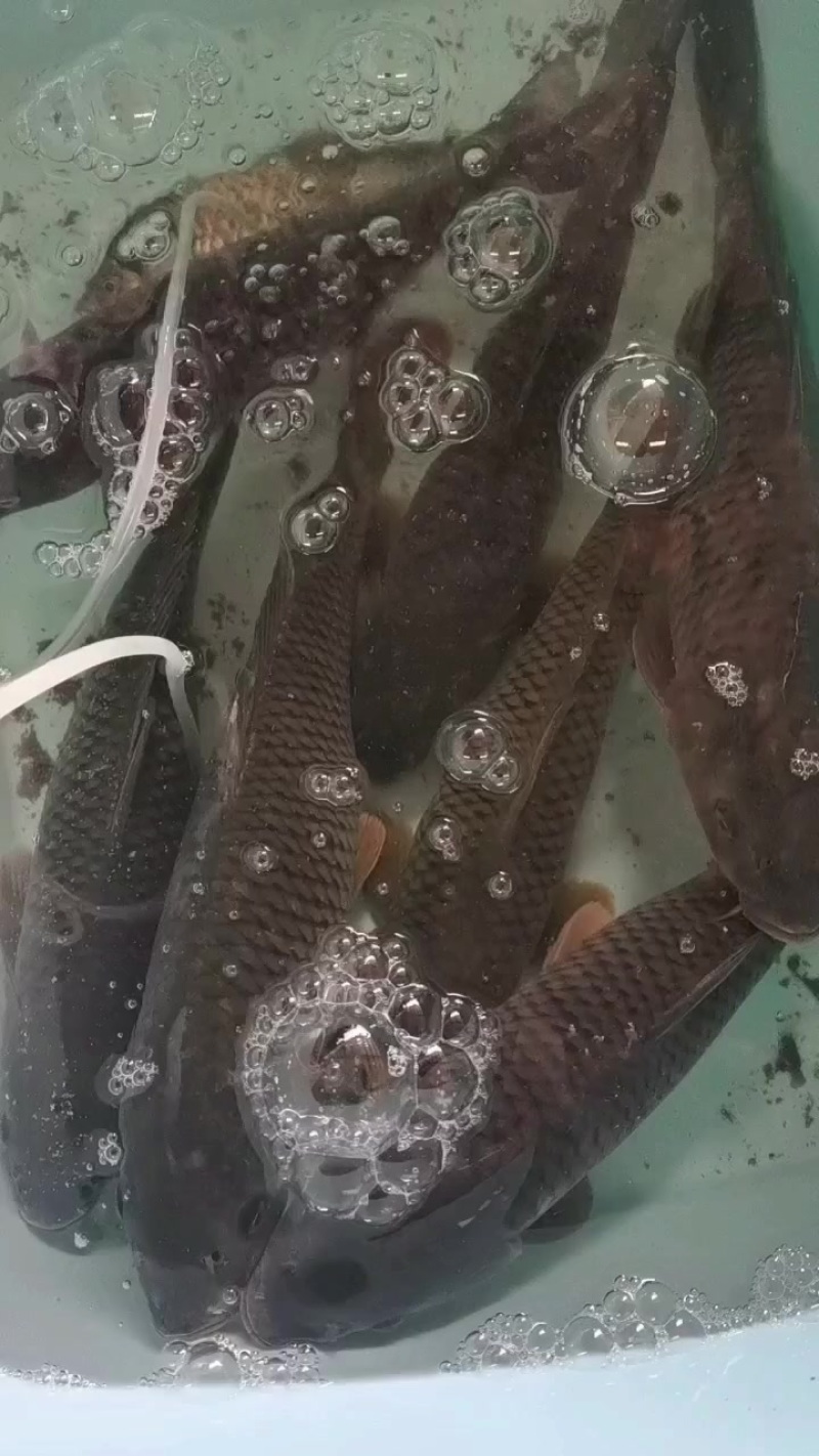 原生态大鲤鱼