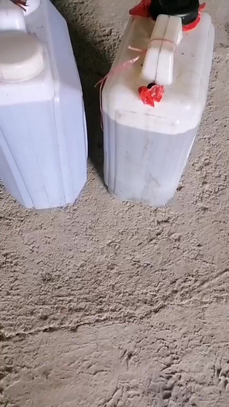 湘西边城山茶油