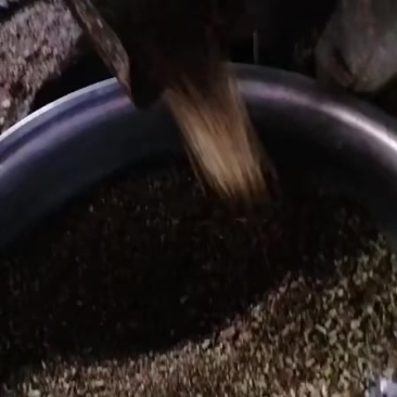 湘西边城山茶油