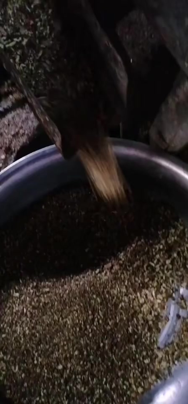 湘西边城山茶油