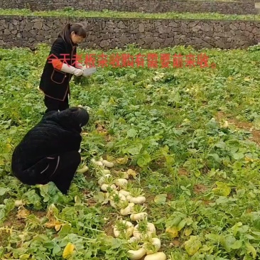 玉环白玉盘菜。