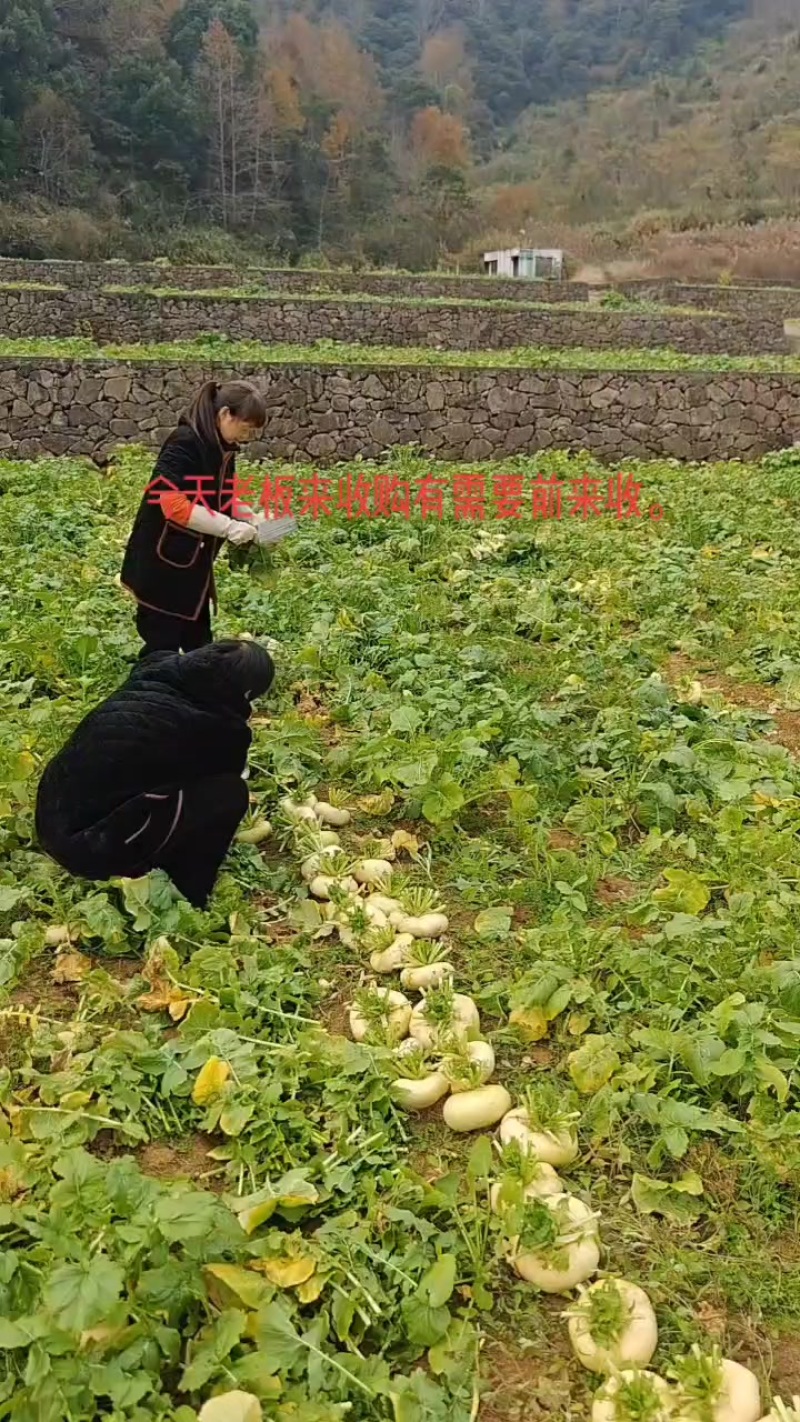 玉环白玉盘菜。