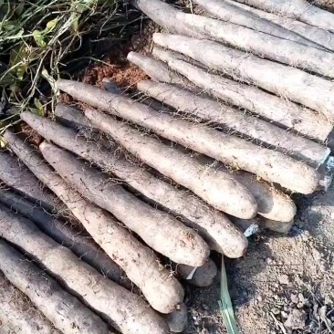 广西黑鬼山药，产地直发价钱优惠，有需要的老板可以联系我
