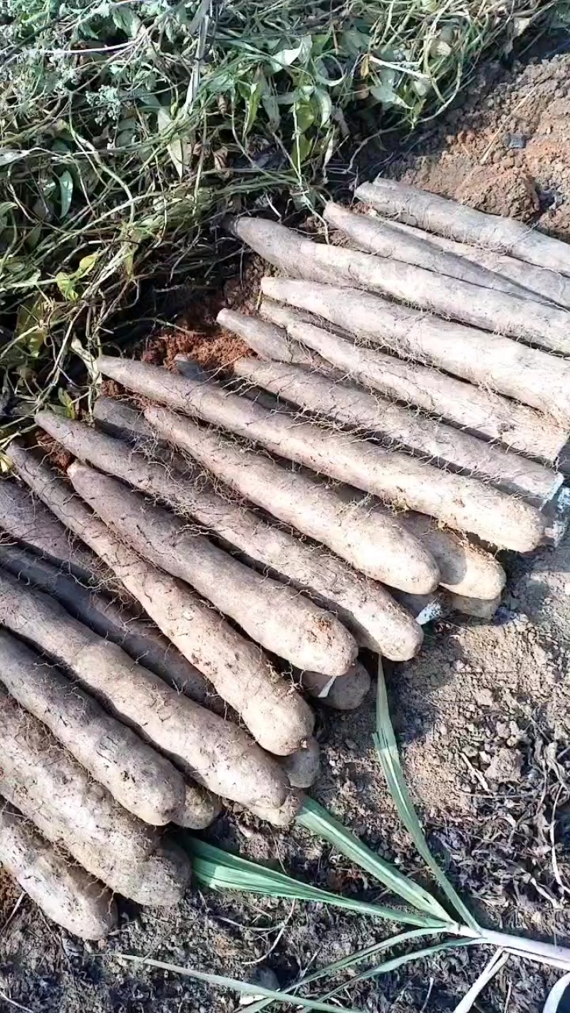 广西黑鬼山药，产地直发价钱优惠，有需要的老板可以联系我