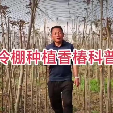 鸡冠红红油香椿冷棚种植二年苗出售