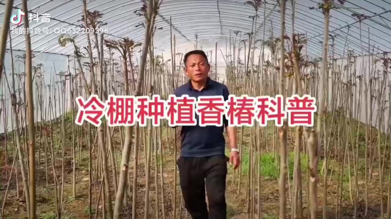 鸡冠红红油香椿冷棚种植二年苗出售