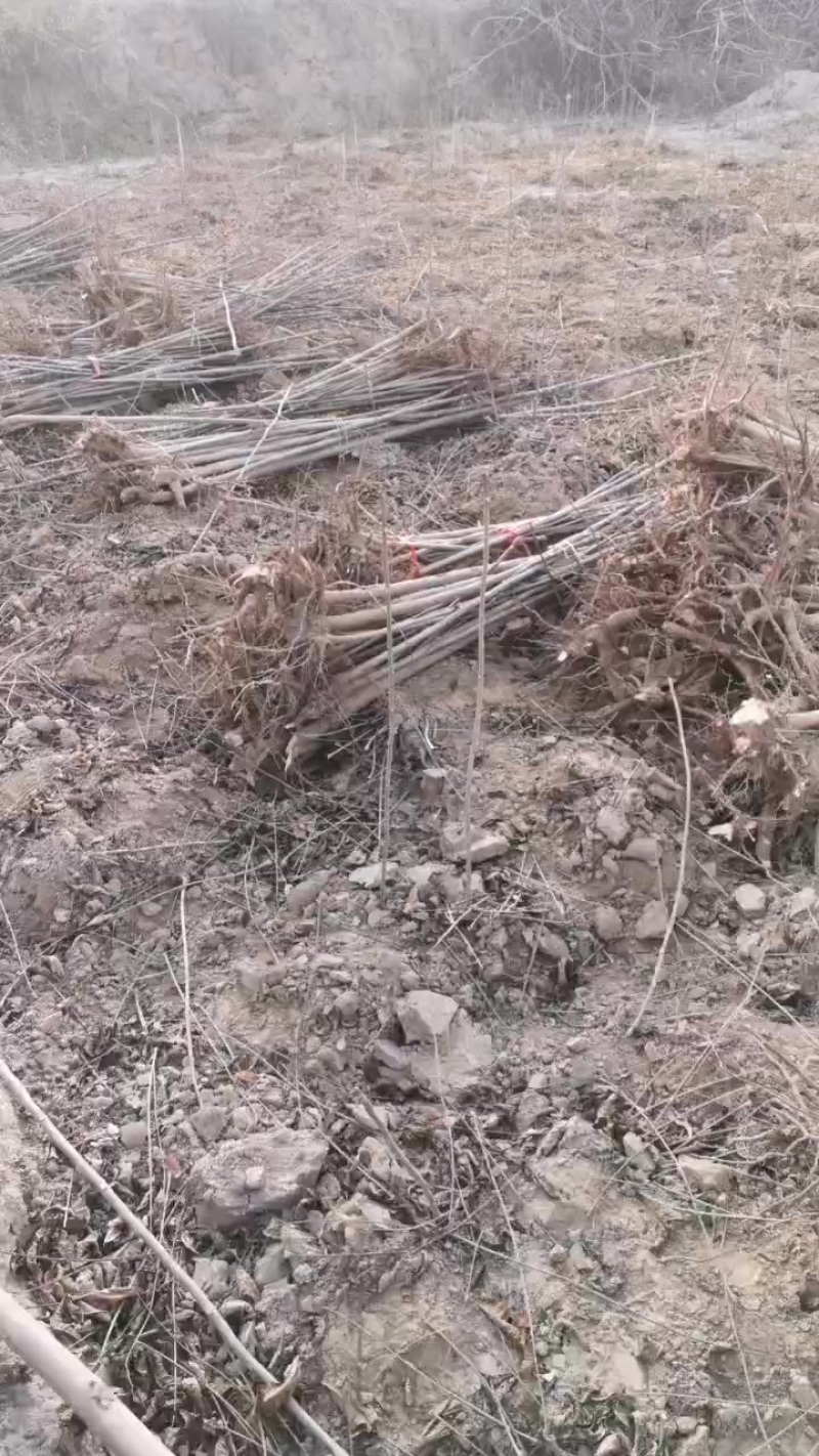 鸡冠红红油香椿冷棚种植二年苗出售
