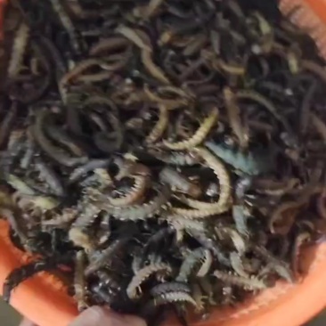 爬沙虫干冻