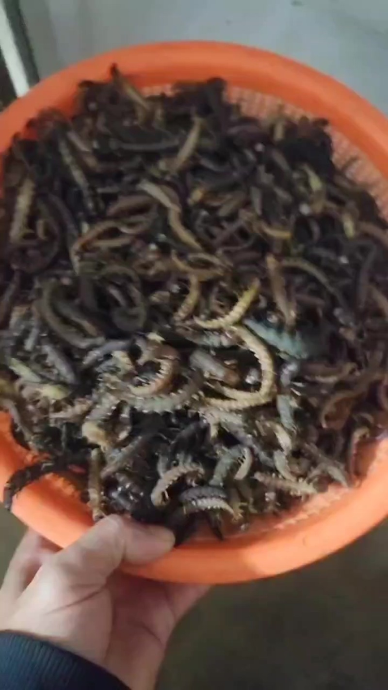 爬沙虫干冻