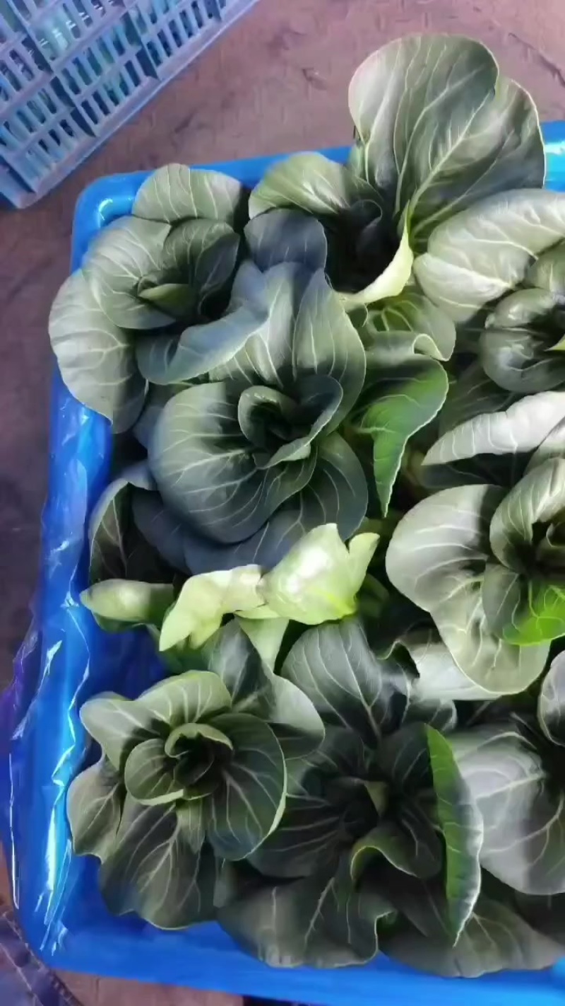 矮脚青