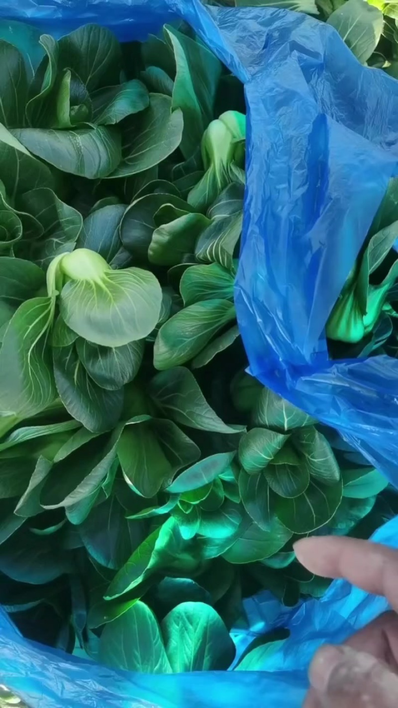 矮脚青