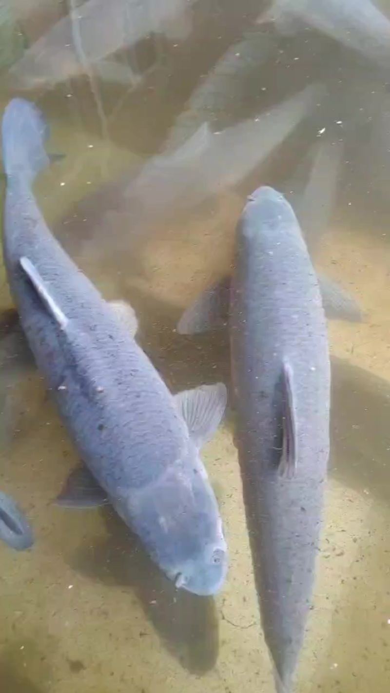 乌青鱼