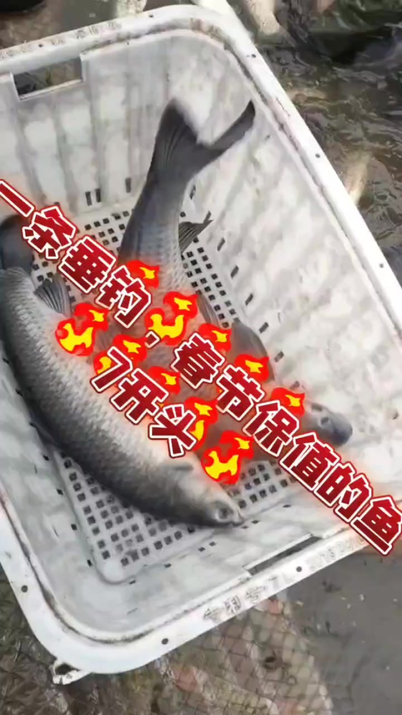 乌青鱼