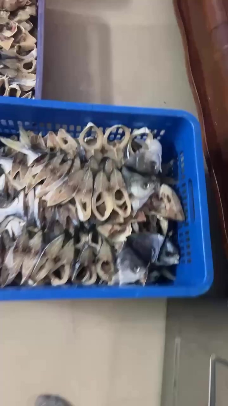 自家捕捞，自家晒，一手货源，广东特产金鲳鱼，湛江特产金