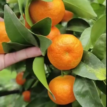 精品园子货