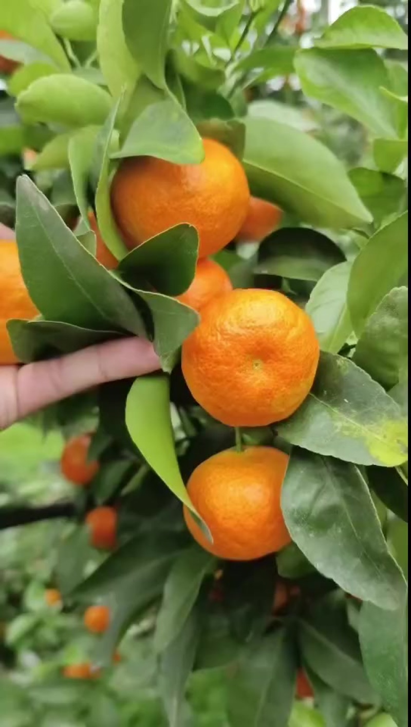精品园子货