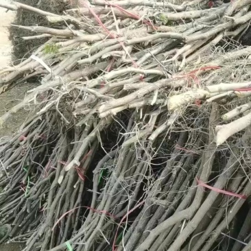枣树苗