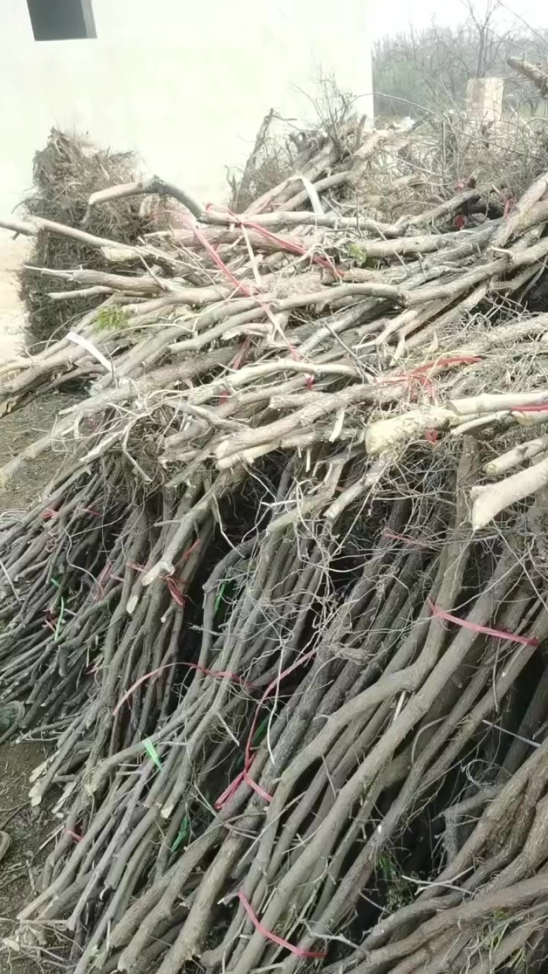 枣树苗