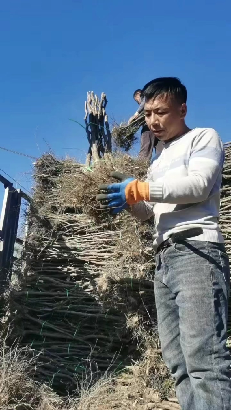 枣树苗