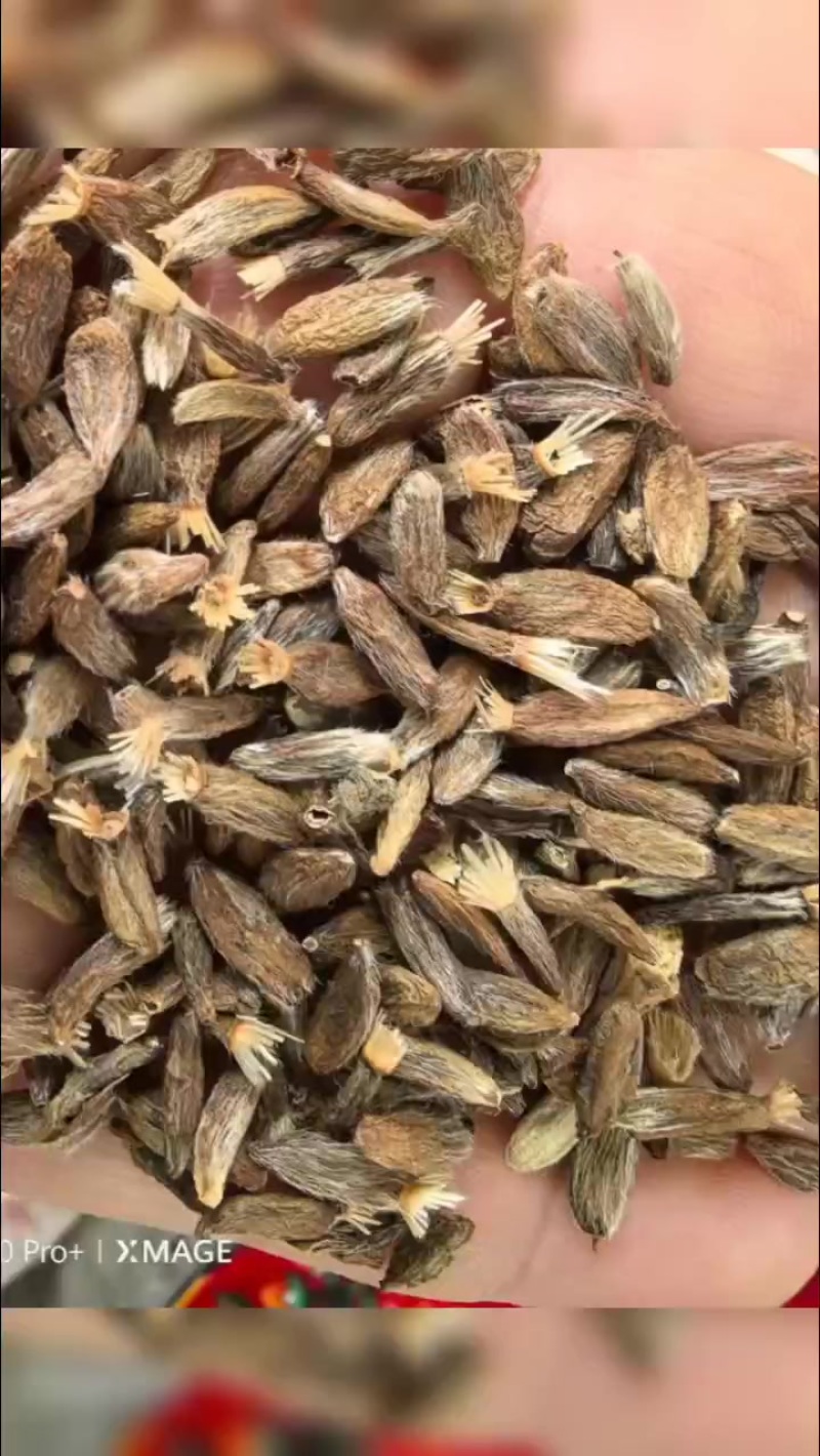 二年生纯新白术种子出售，自己买的三百斤不种了