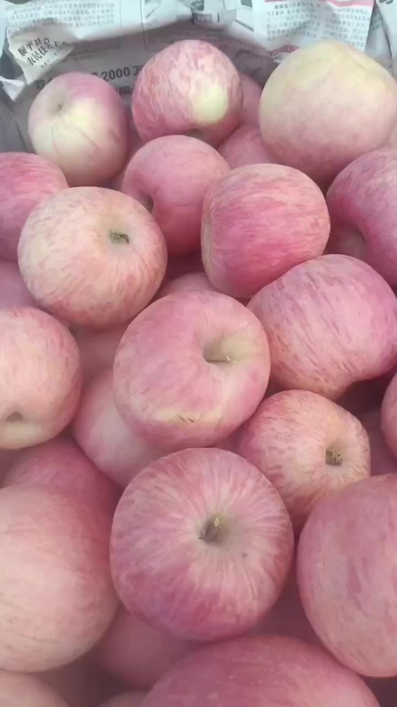 山东富士苹果