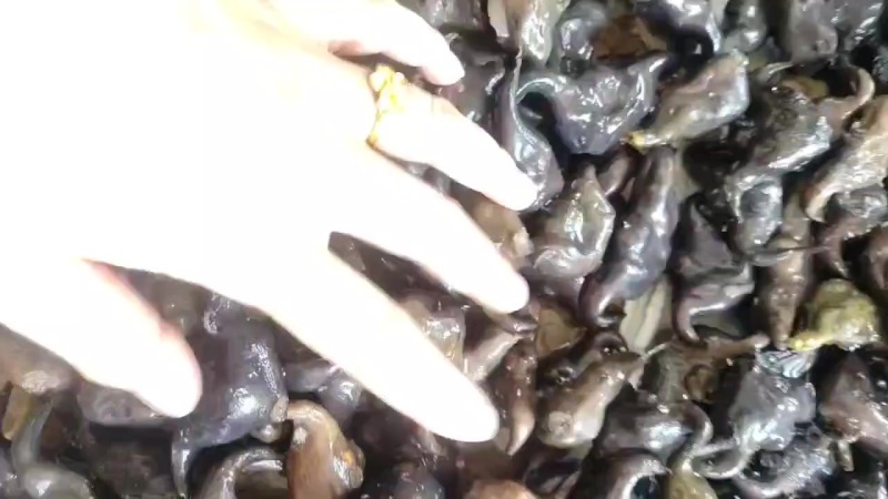 菱角