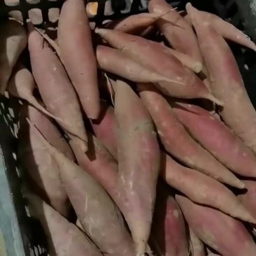 西瓜红精品