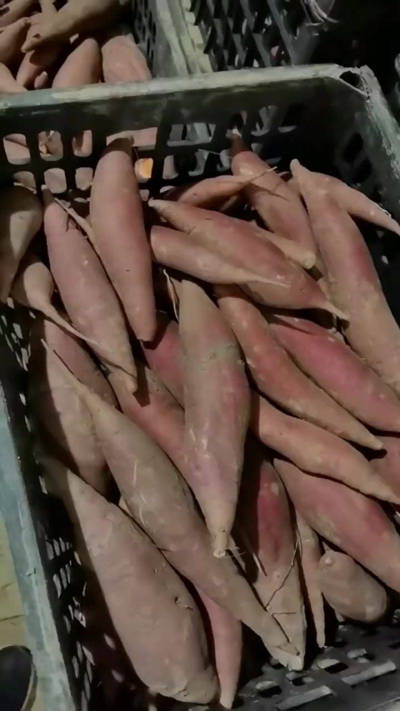 西瓜红精品