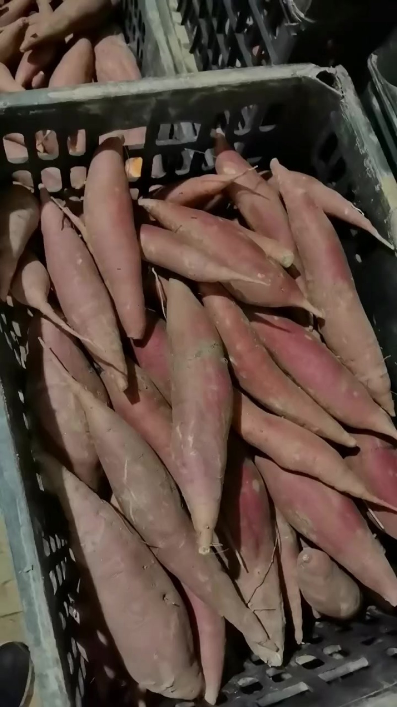 西瓜红精品