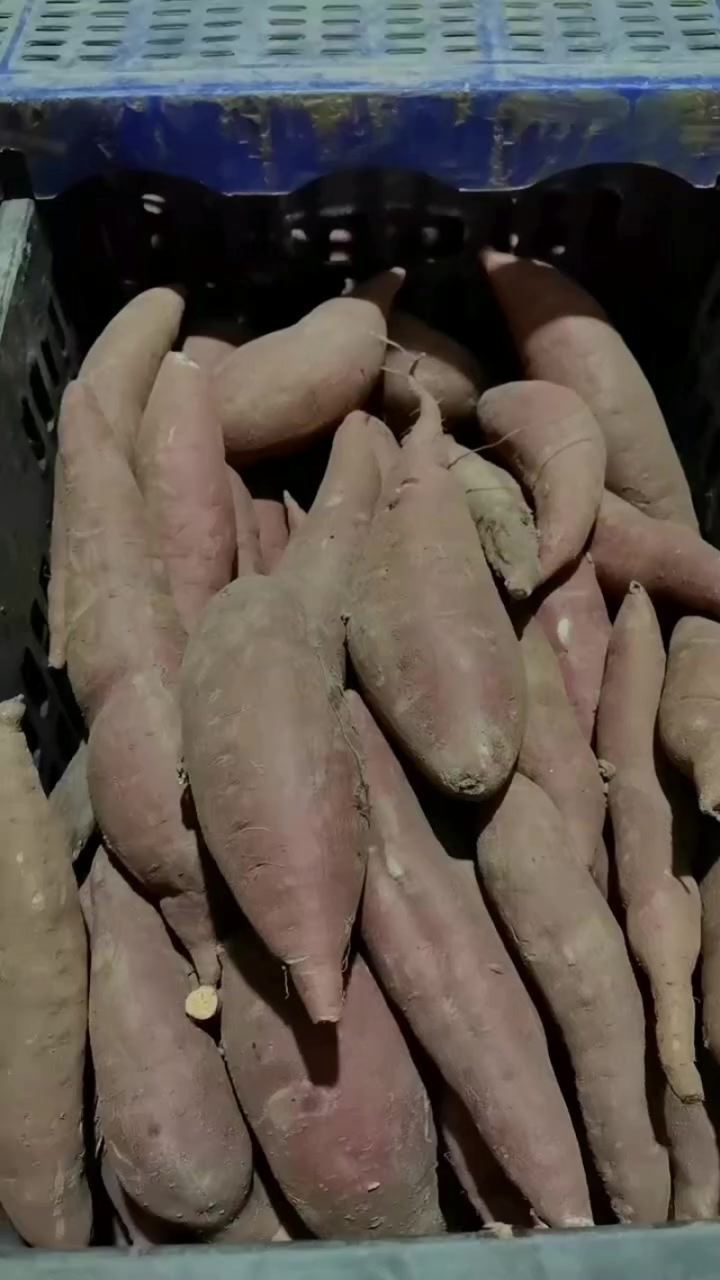 西瓜红精品