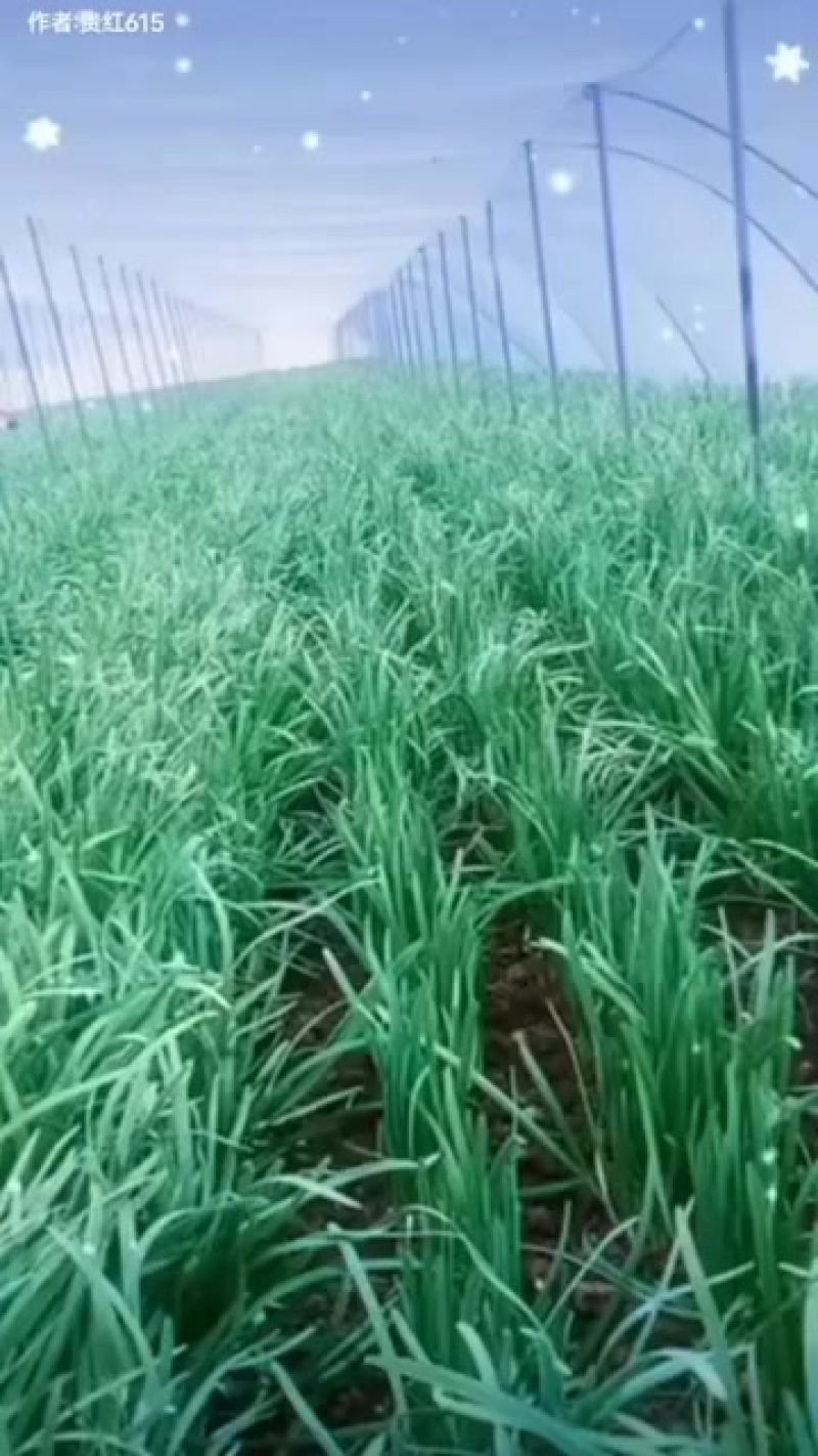 韮菜