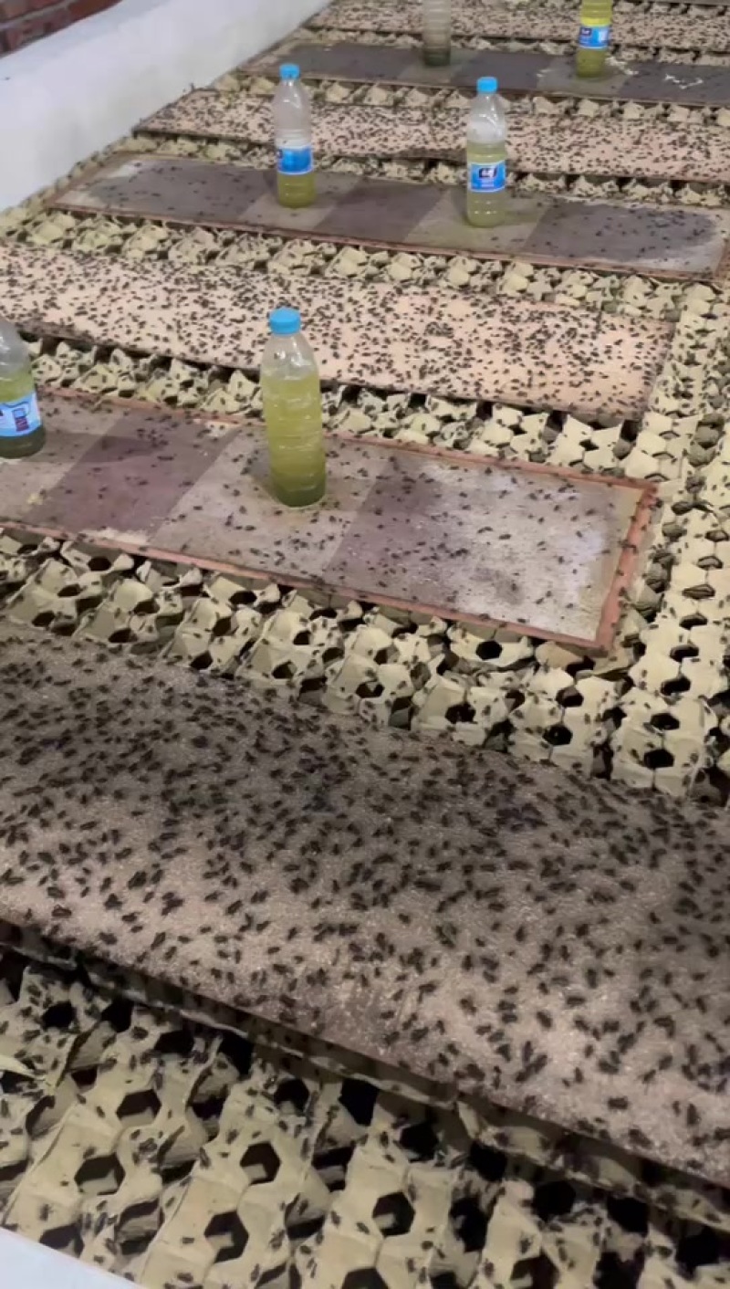 蟋蟀