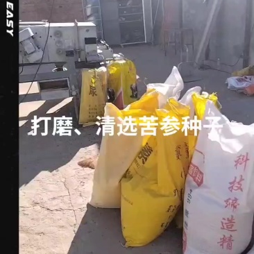 苦参种子