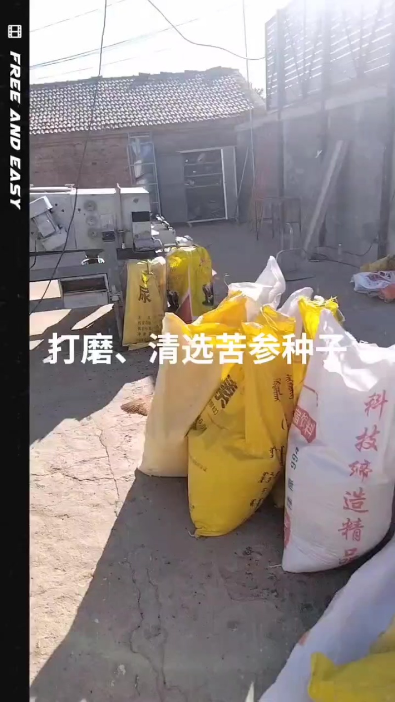 苦参种子