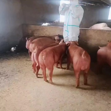 精品杜洛克