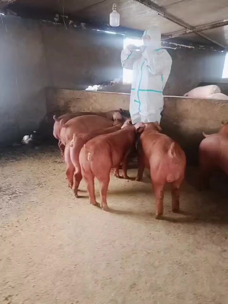精品杜洛克