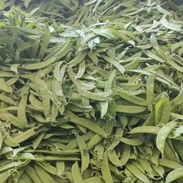 白花菜