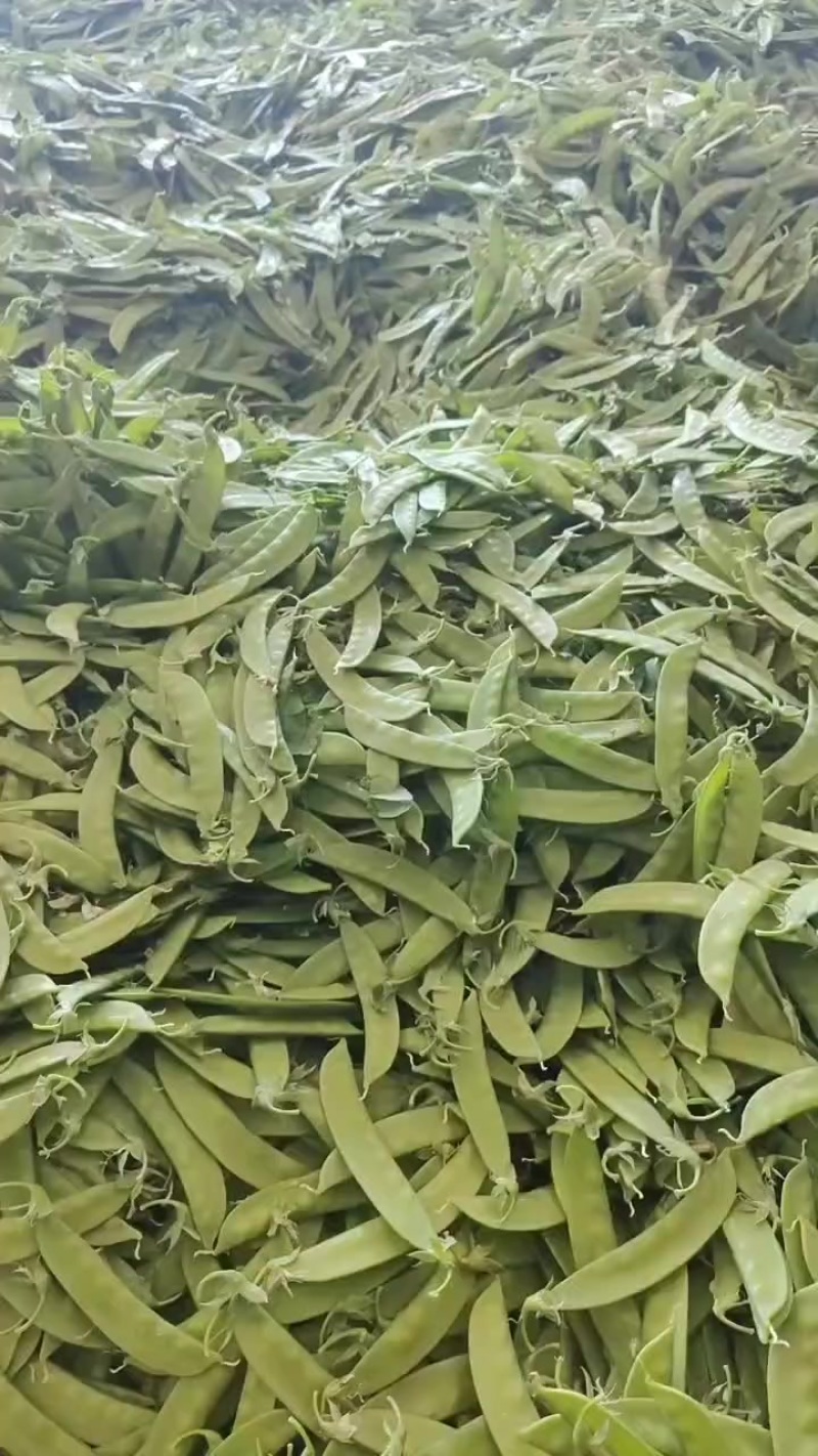 白花菜