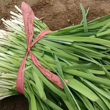 韭菜