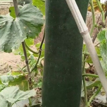 黑皮冬瓜鲜货，大量供应。