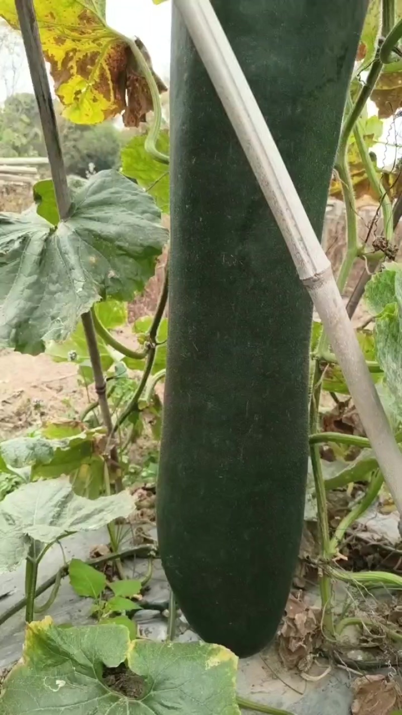 黑皮冬瓜鲜货，大量供应。