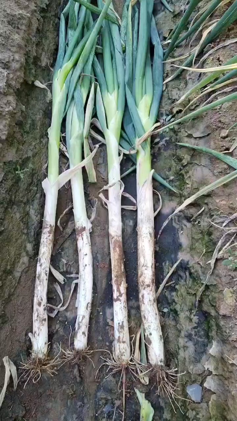 铁杆大葱