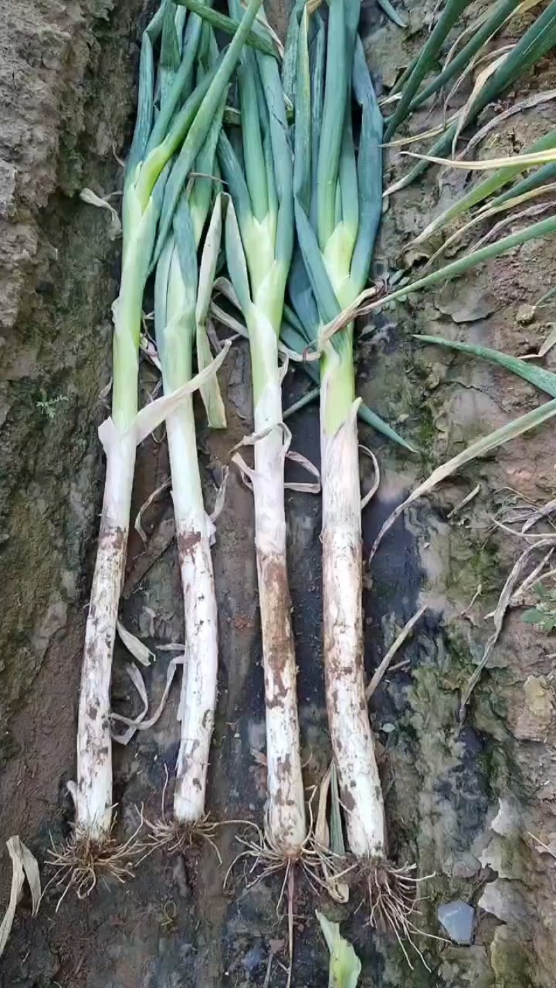 铁杆大葱